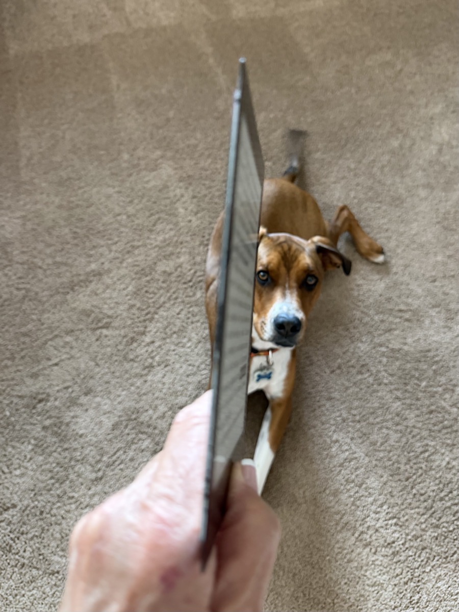 Kindle Voyage screen only edge on with our dog Kepler in the background for no reason except he wanted in the photo.