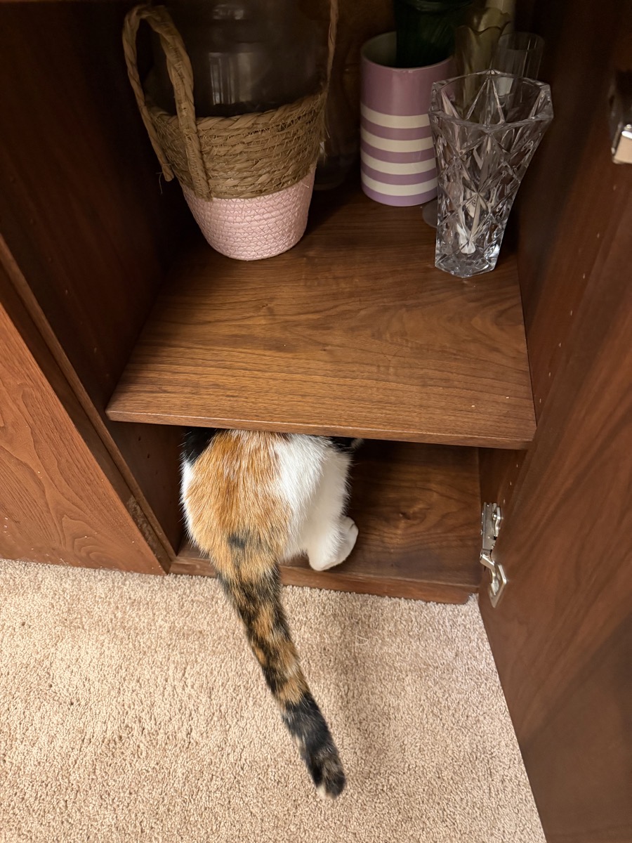Ada helps with the china cabinet. All you can see is a cat butt and tail sticking out of a lower cabinet shelf.