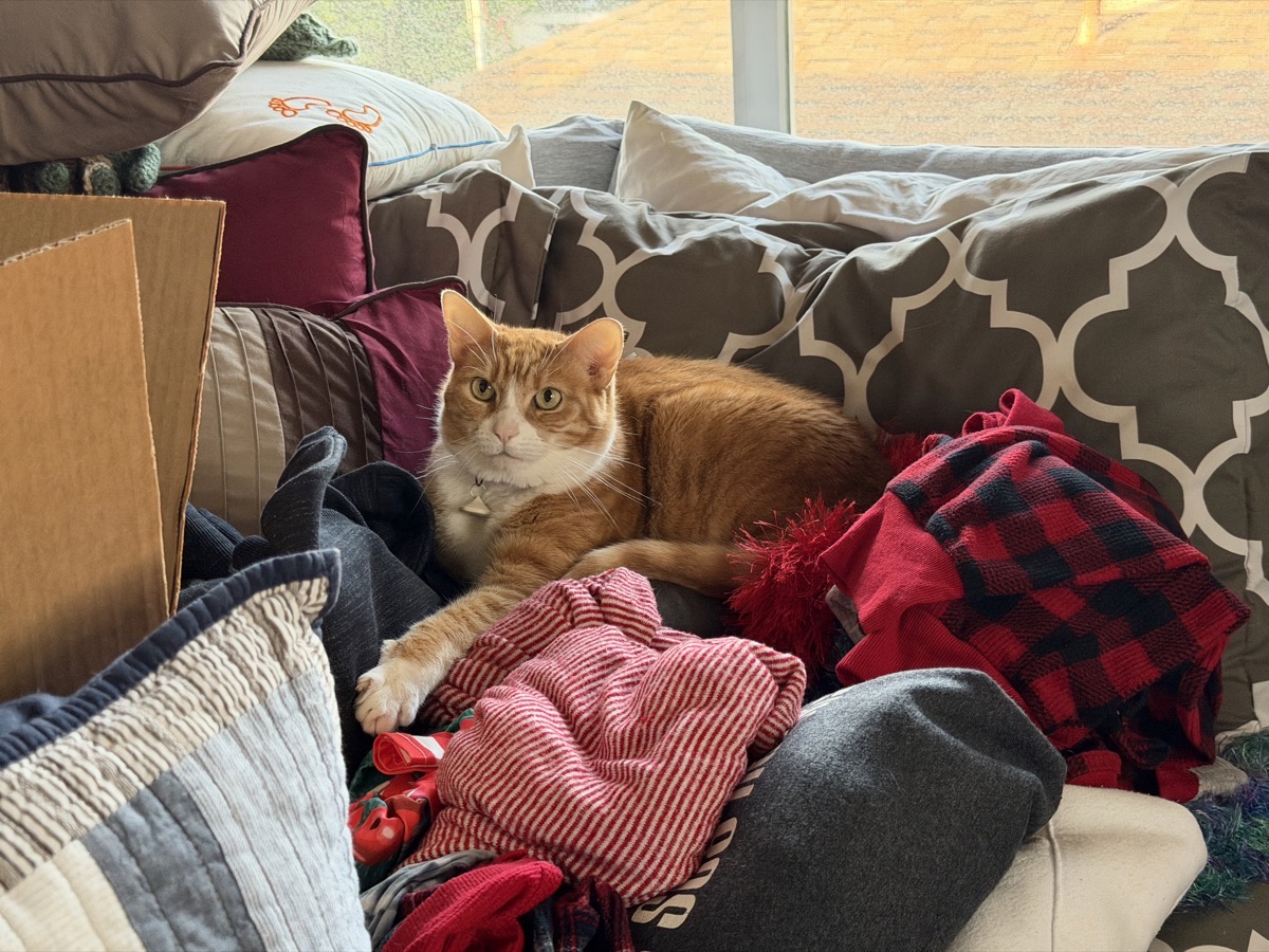 Grace takes advantage of the soft blankets and pillows. she is an orange tabby cuddled into the soft materials. shes wearing a collar with an RFID tag and one paw held out looking quite elegant.