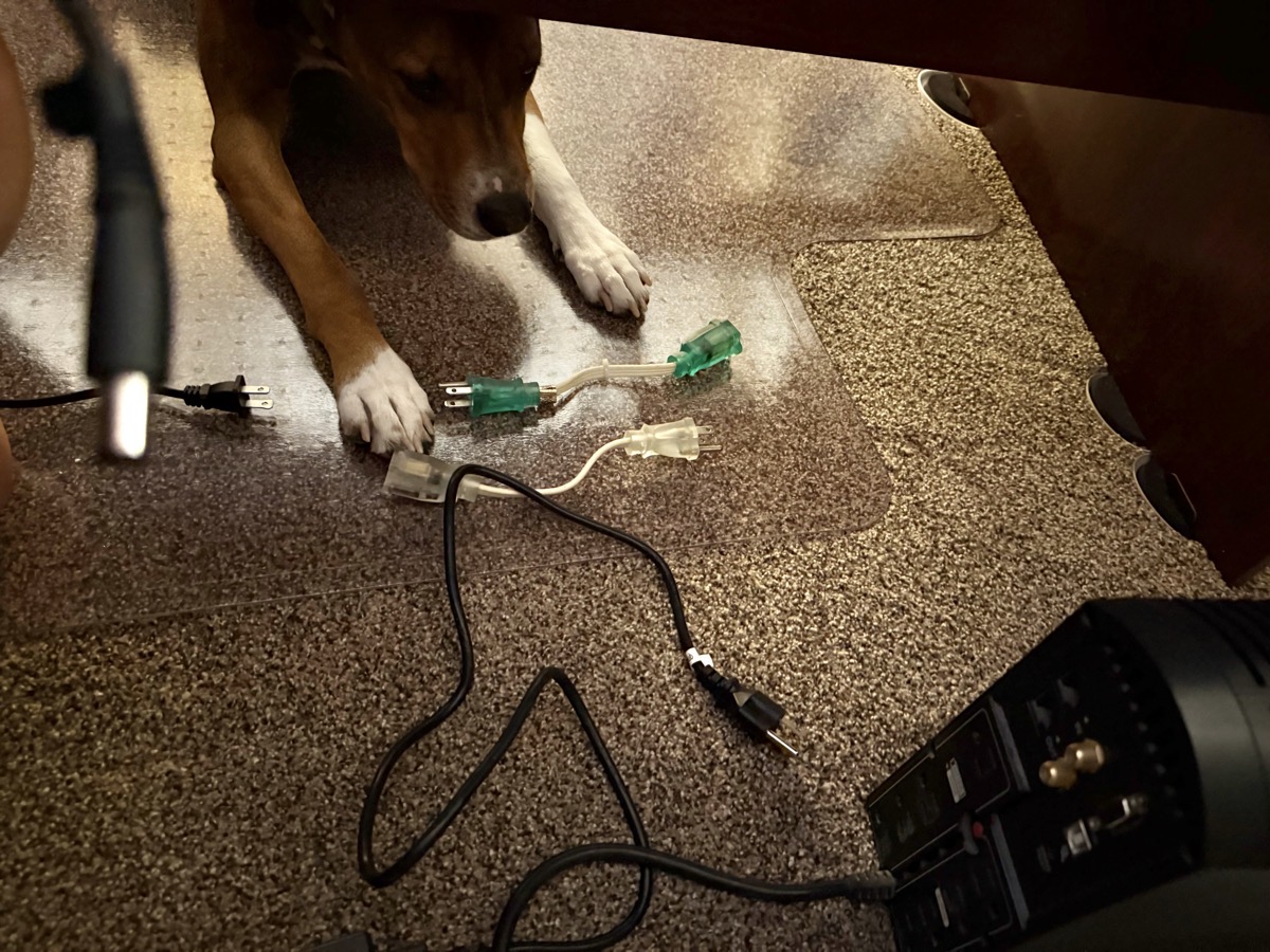 Kepler the good boy helping me plug things back into UPS. He is sticking his nose and front paws under the desk where I am in the back plugging in the UPS.